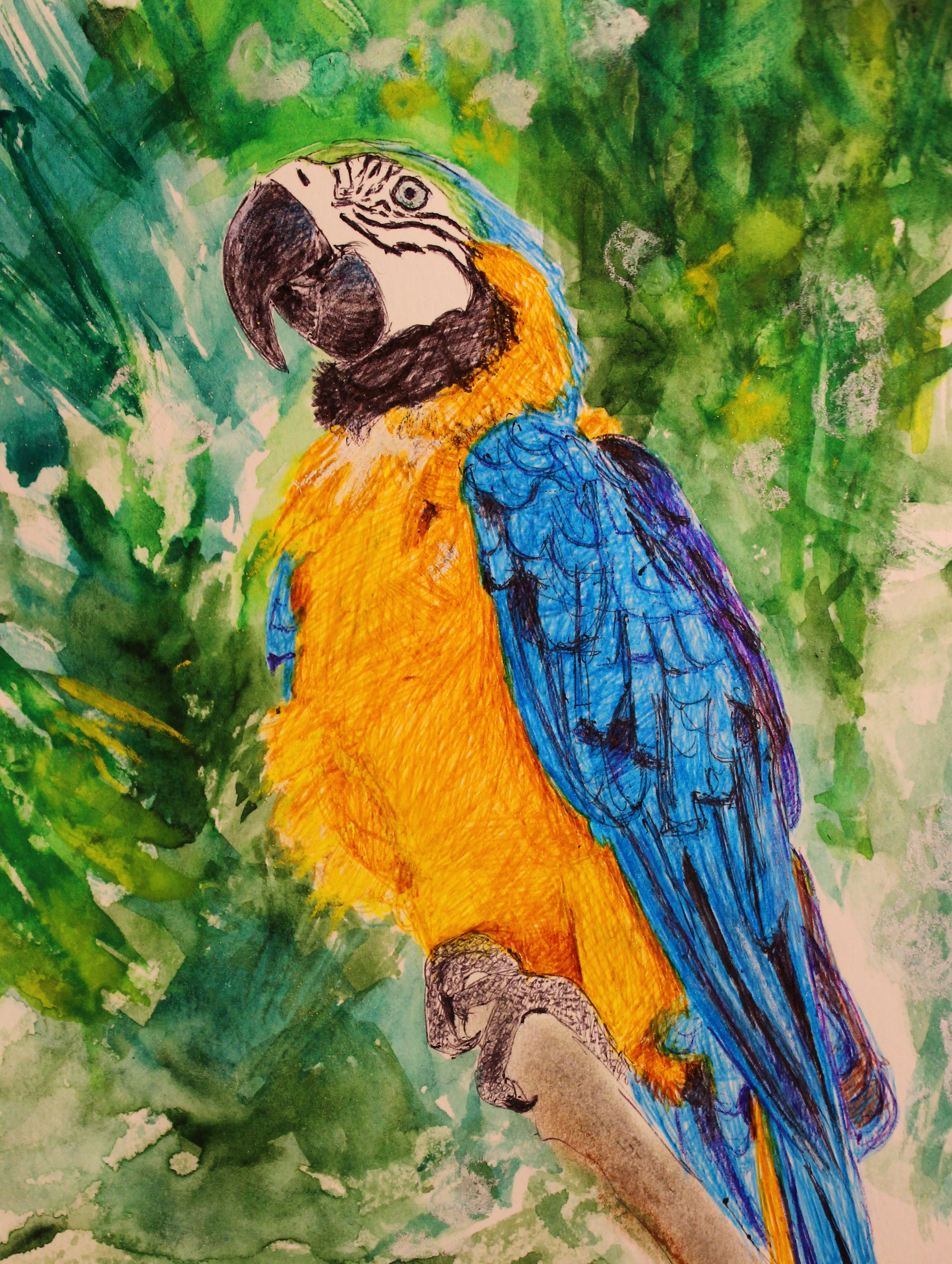 BLUE-THROATED MACAW 2021