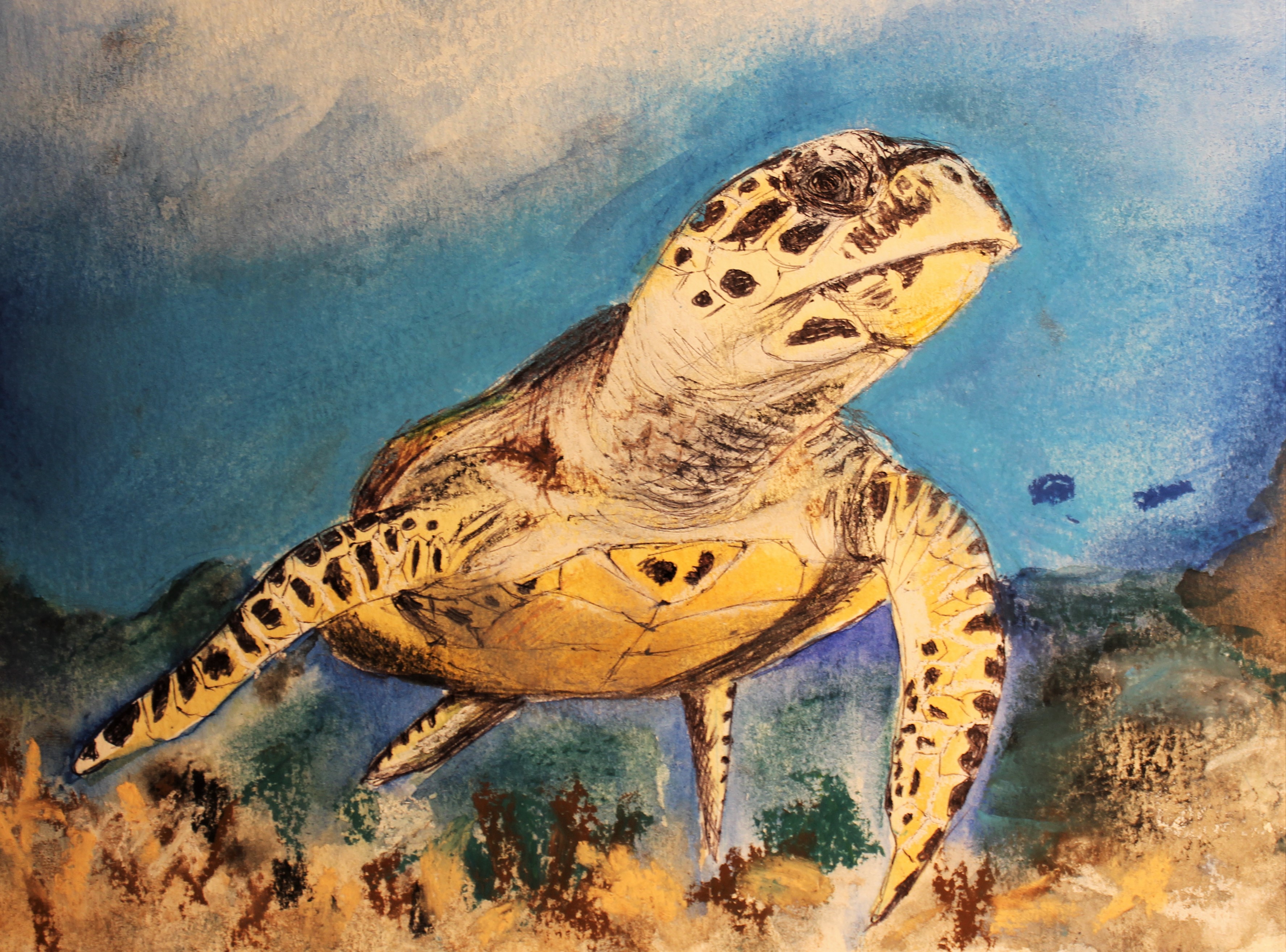 HAWKSBILL TURTLE 2021