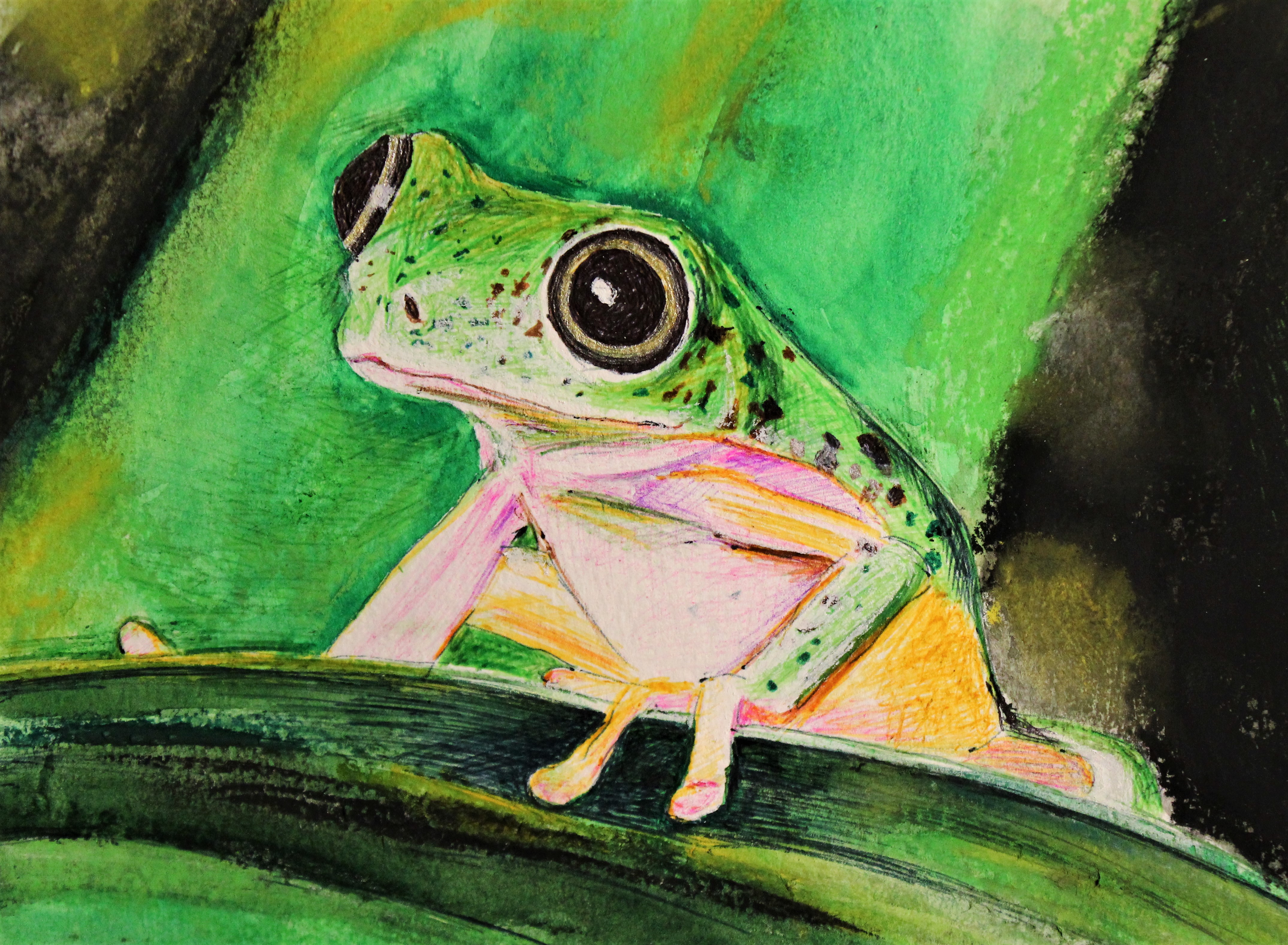 LEMUR LEAF FROG 2021