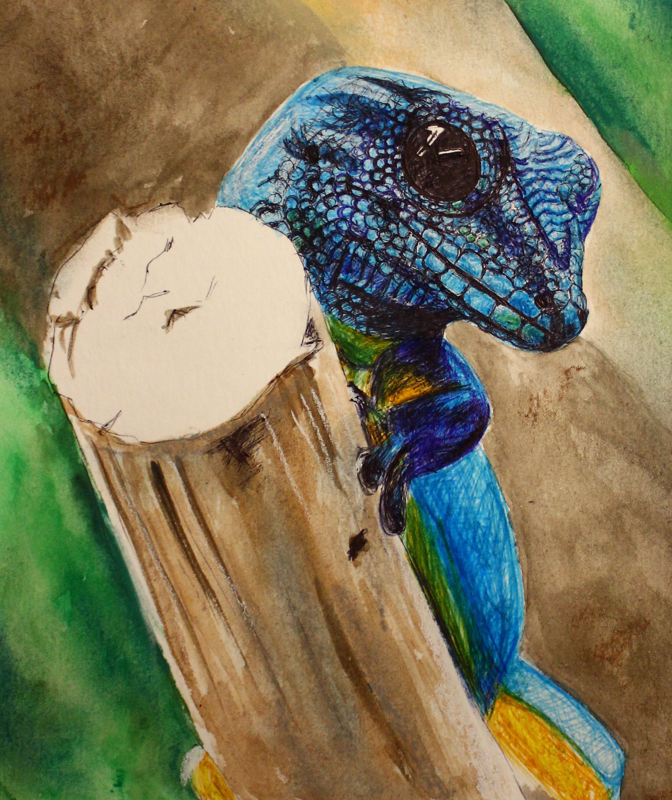 WILLIAMS' DWARF GECKO 2022