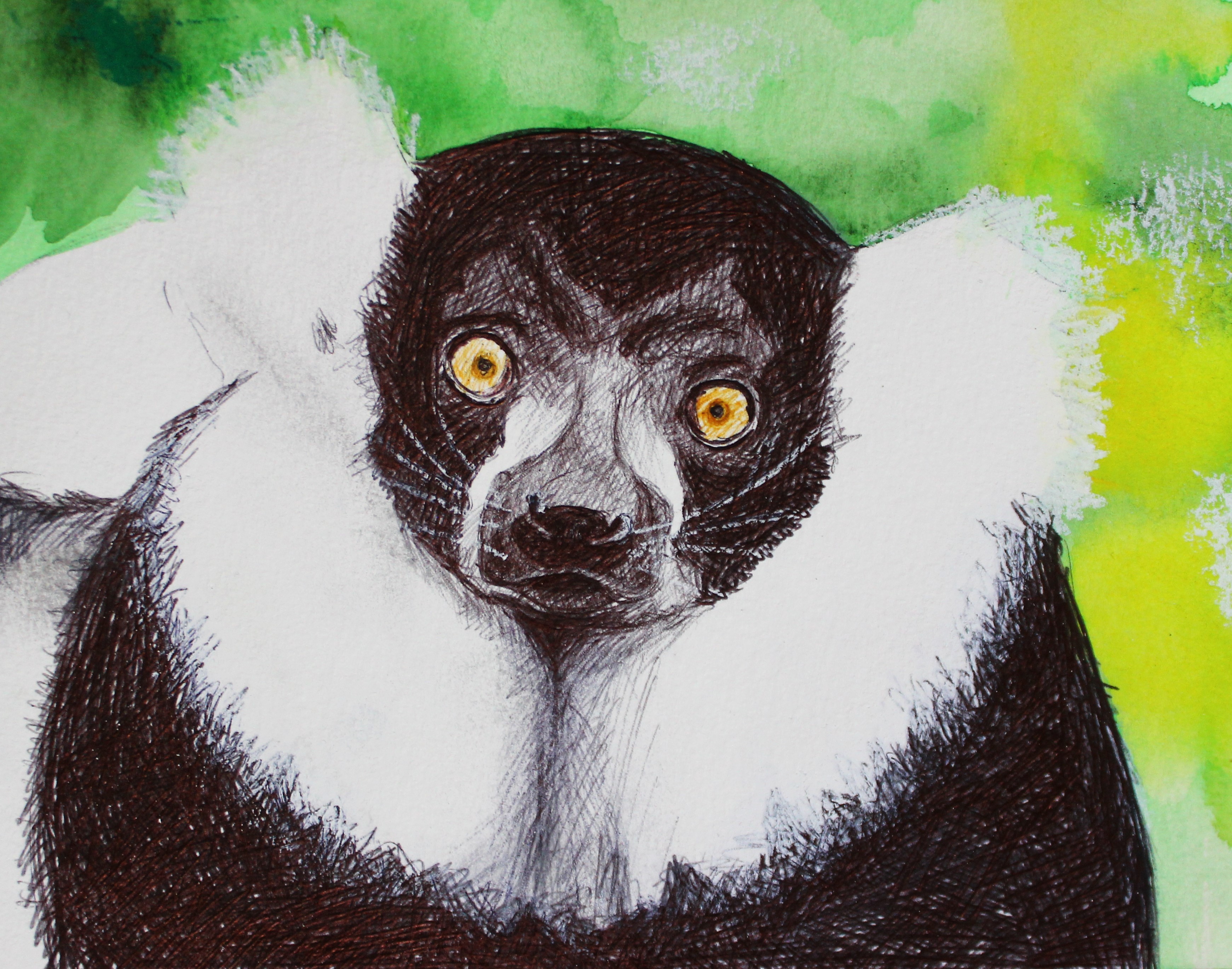 BLACK AND WHITE RUFFLED LEMUR 2022