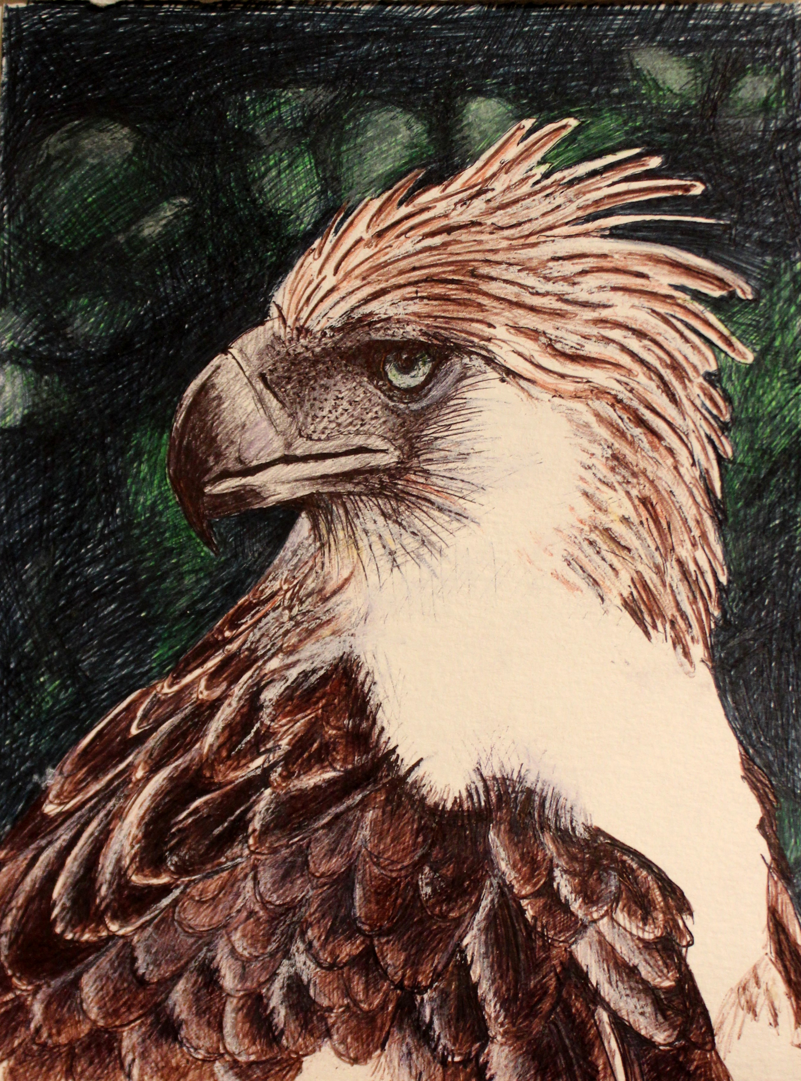 PHILIPPINE EAGLE 2022