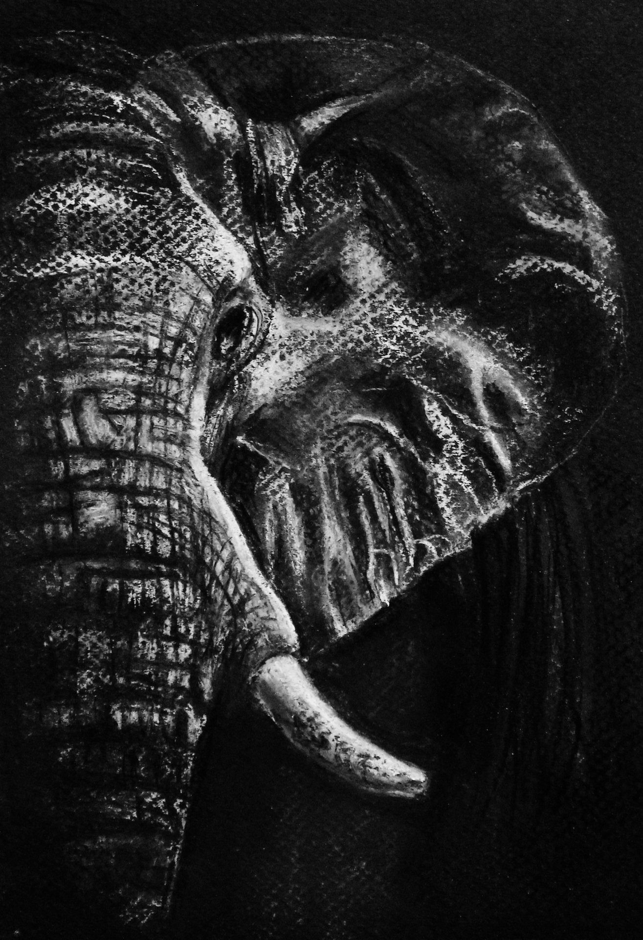 AFRICAN ELEPHANT 2021