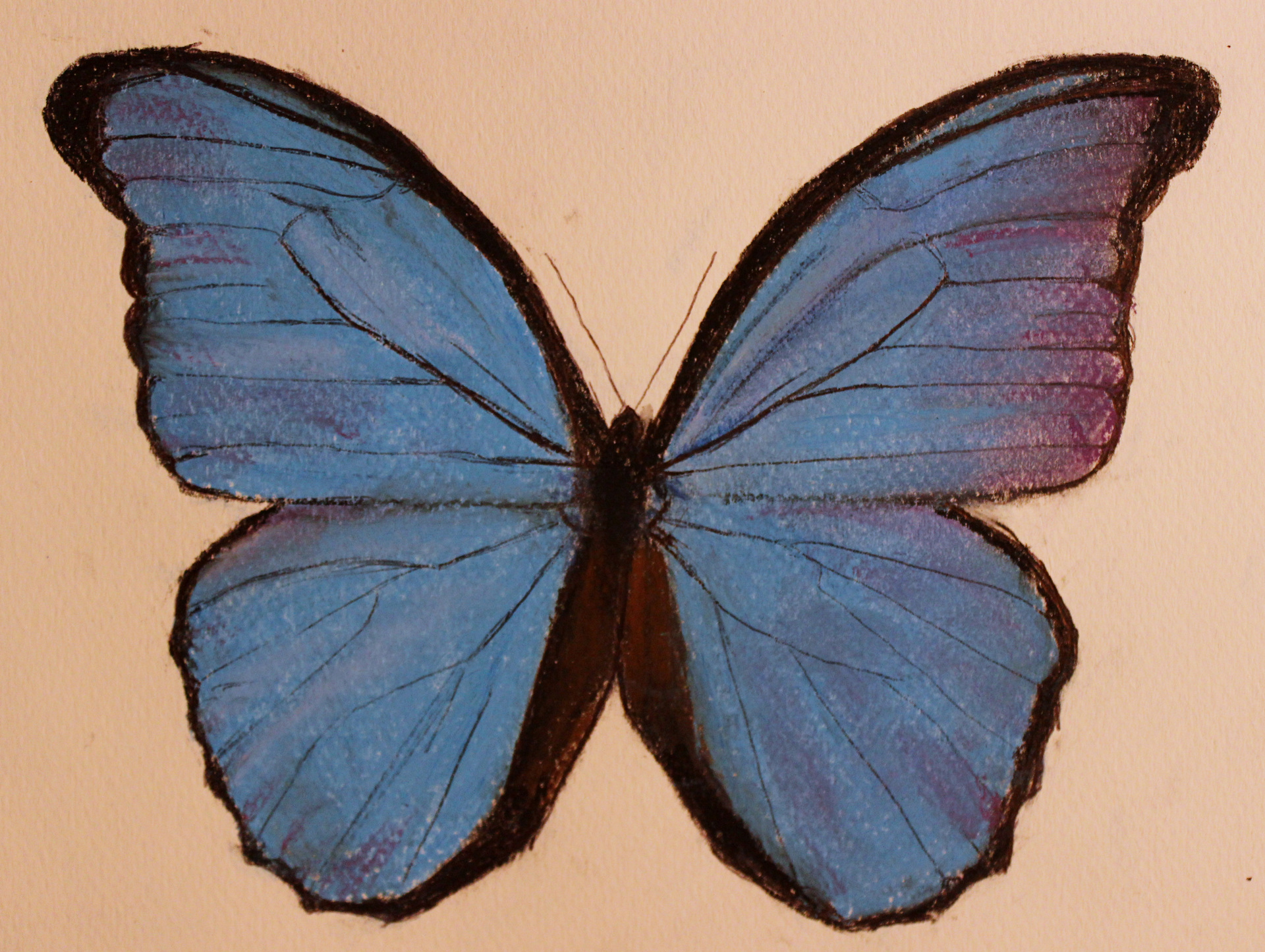 BLUE MORPHO BUTTERFLY 2021