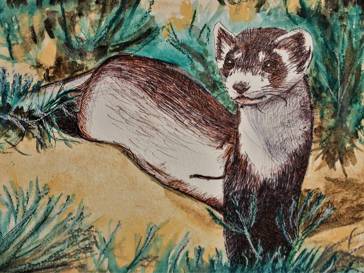 BLACK FOOTED FERRET 2023