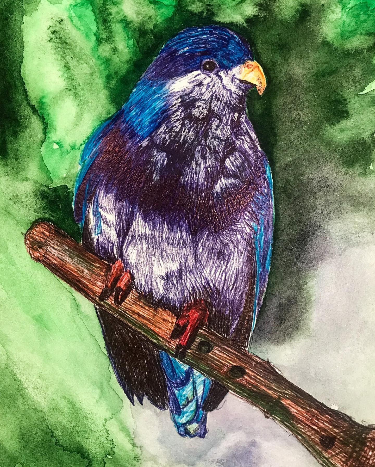 ULTRAMARINE LORIKEET 2023