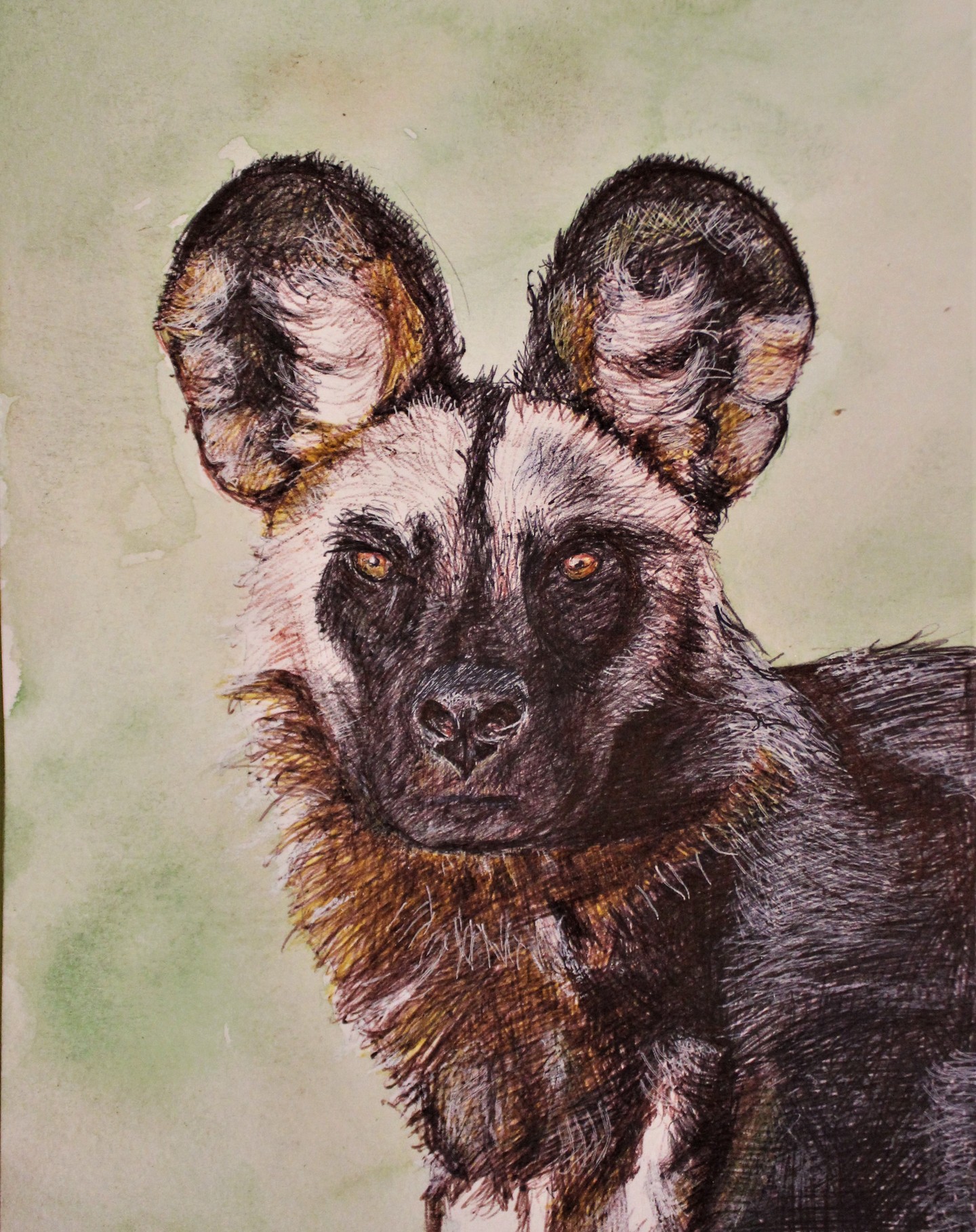 AFRICAN WILD DOG 2023