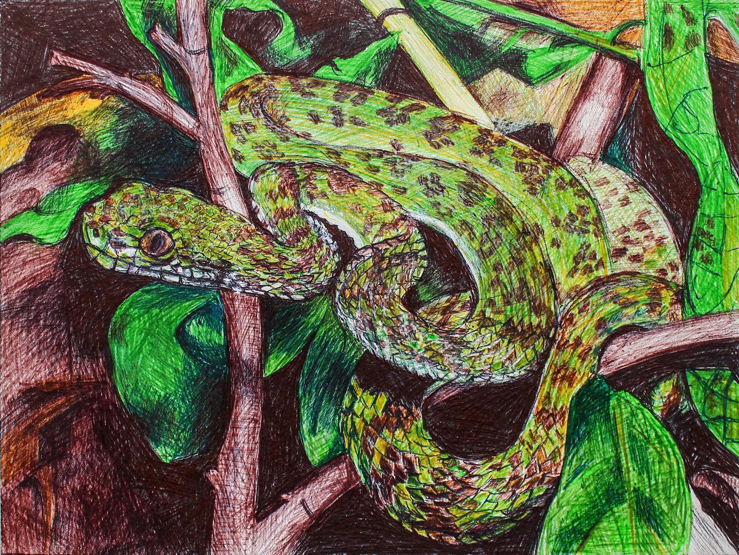 KILBURI PIT VIPER 2023