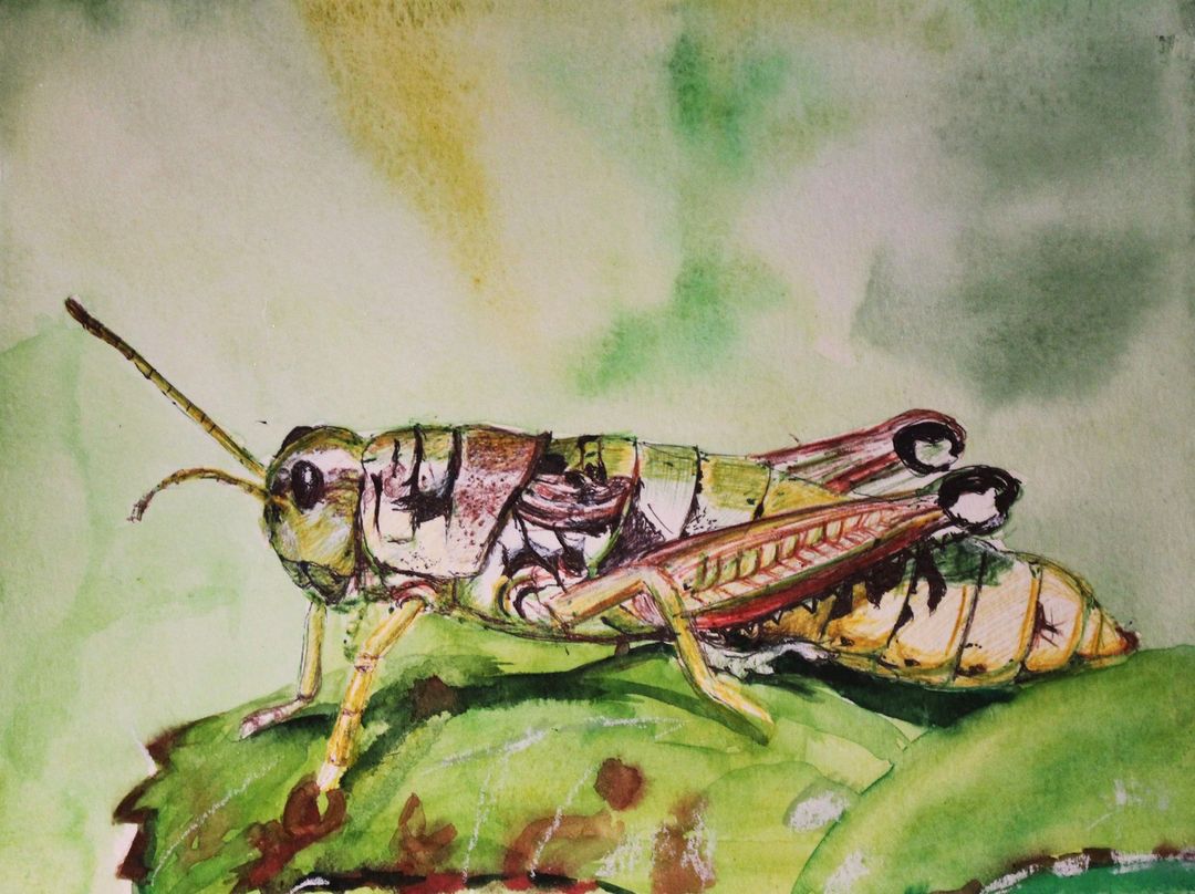 SIBILLINI MOUNTAIN GRASSHOPPER 2022