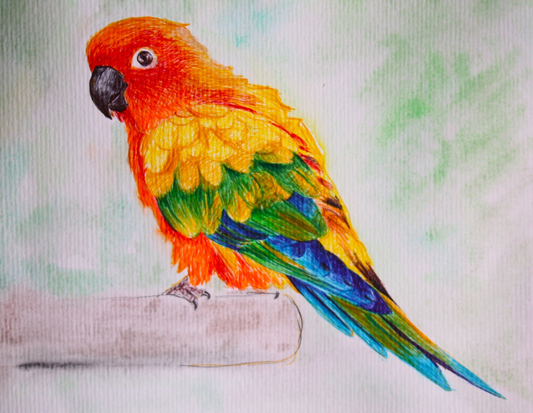 SUN CONURE 2024