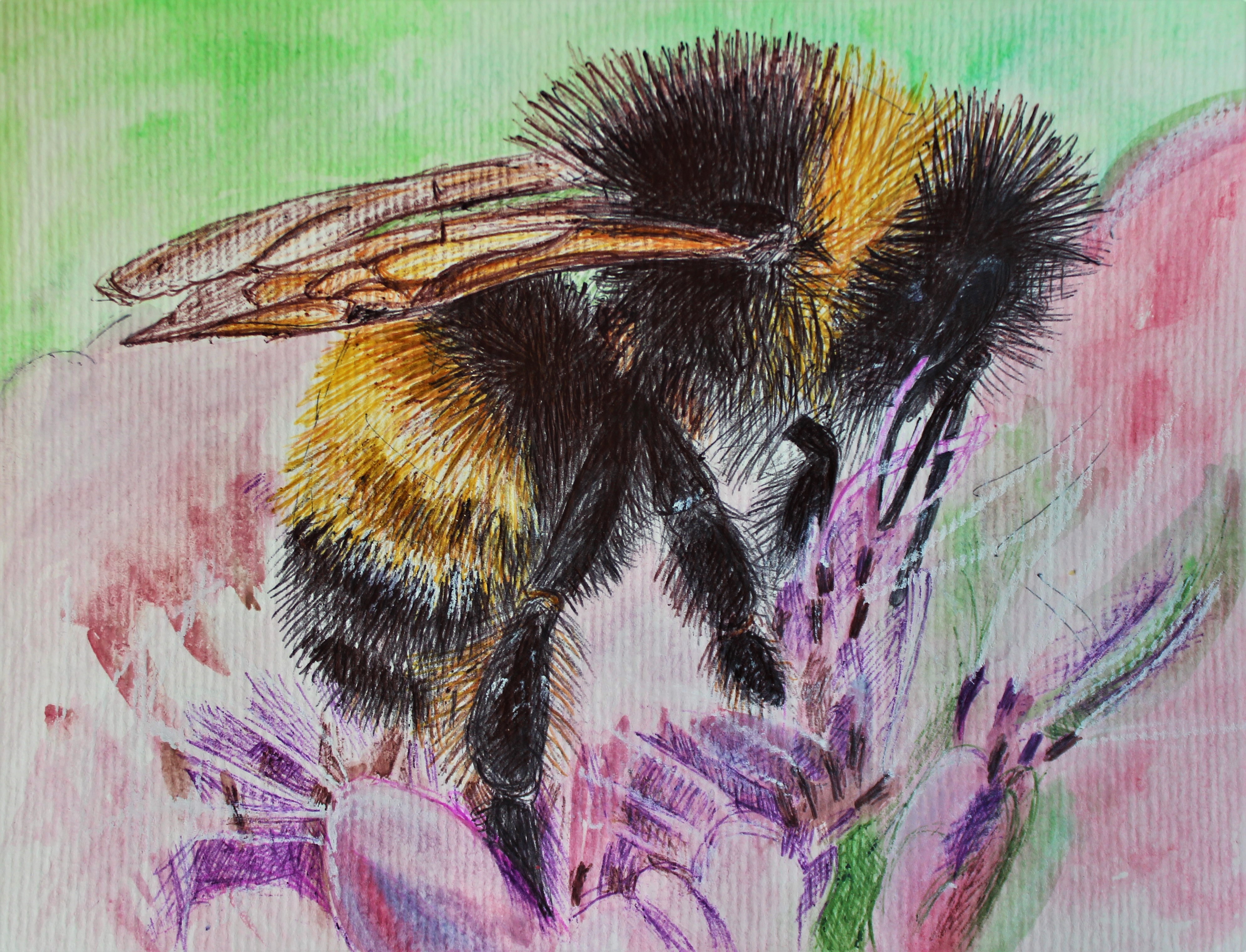 YELLOW BANDED BUMBLE BEE 2023