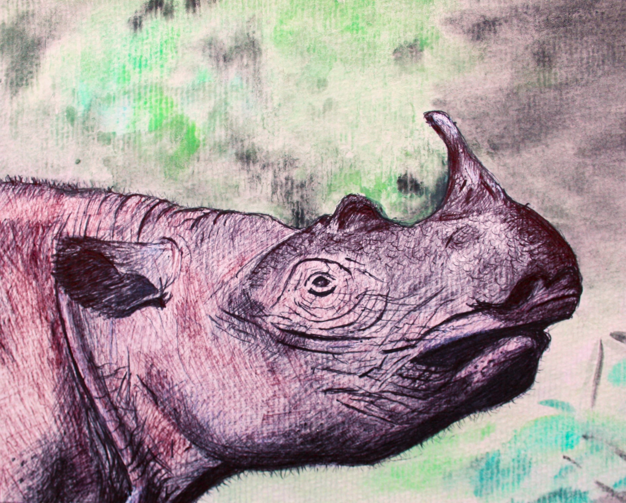 SUMATRAN RHINO 2023