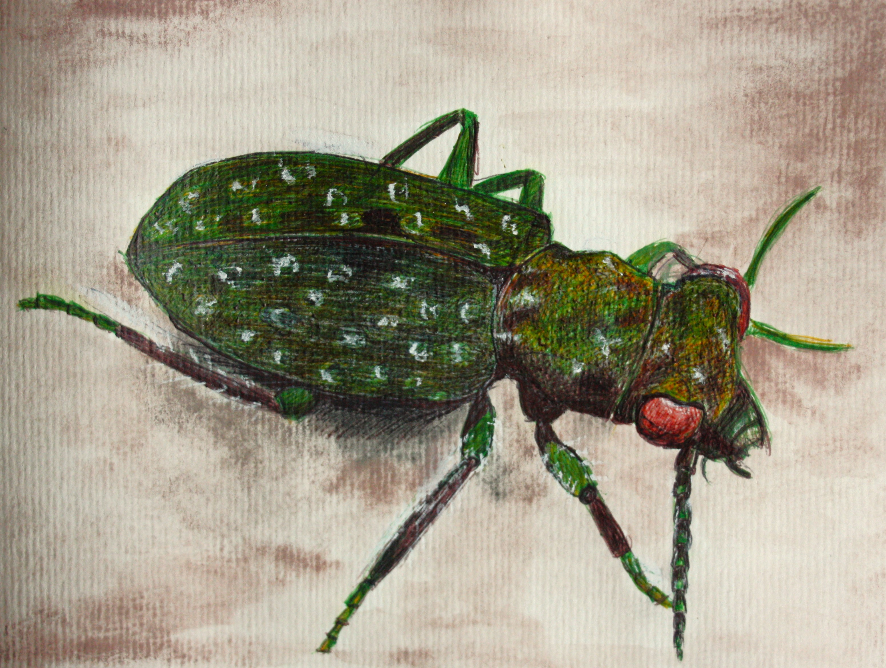 DELTA GREEN GROUND BEETLE 2023