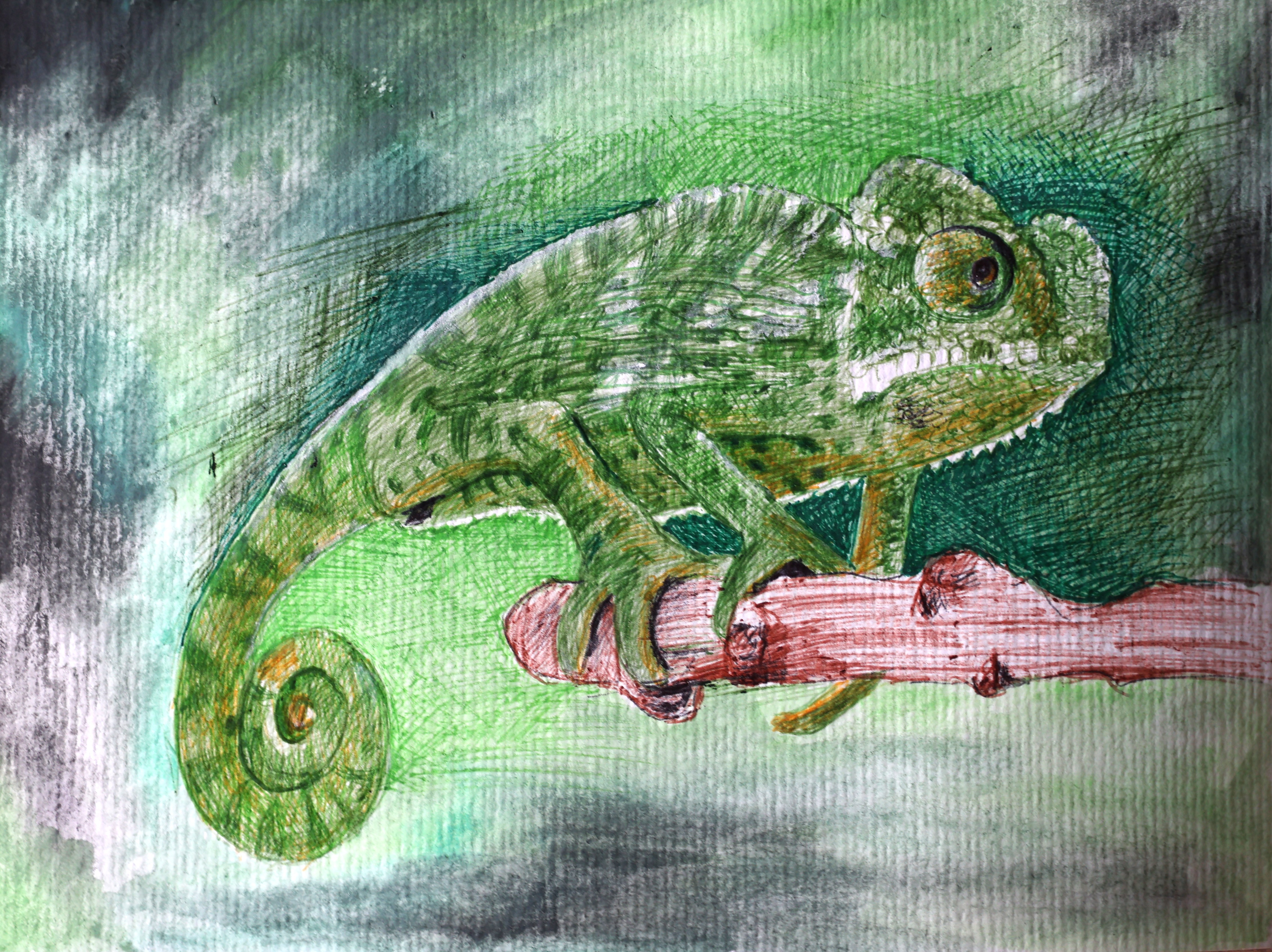 TARZAN CHAMELEON 2025