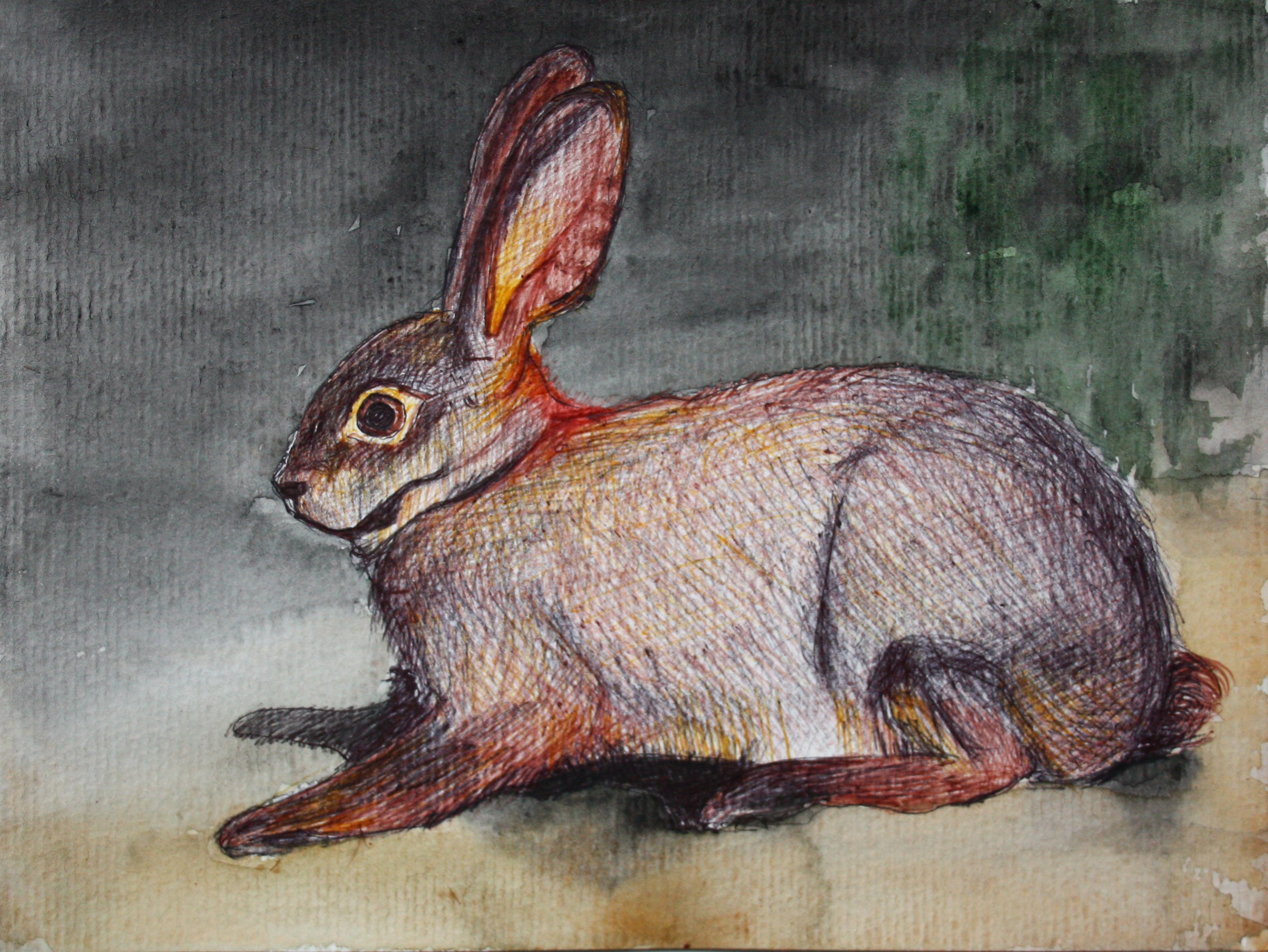 RIVERINE RABBIT 2025