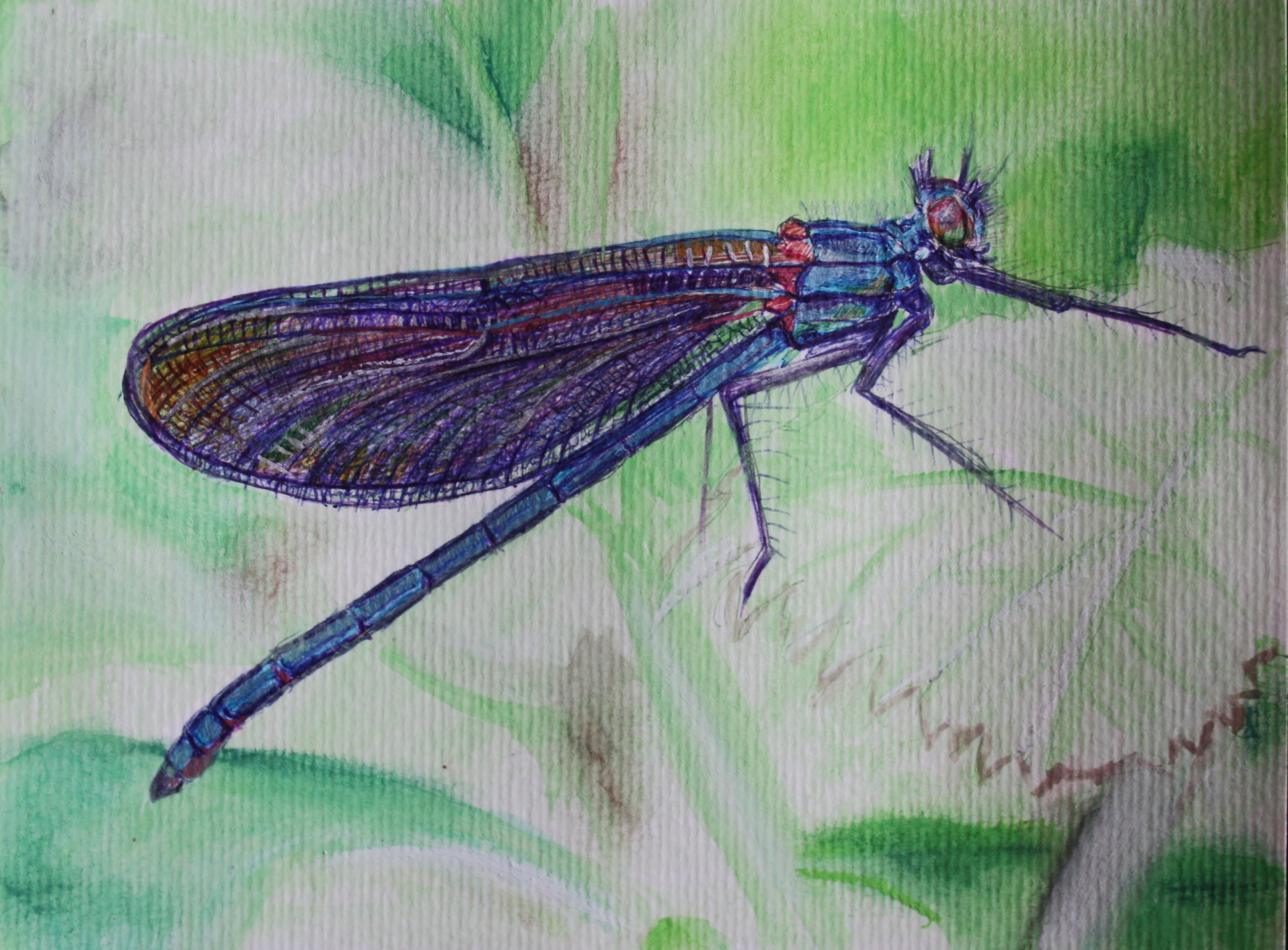 GLITTERING DEMOISELLE 2025