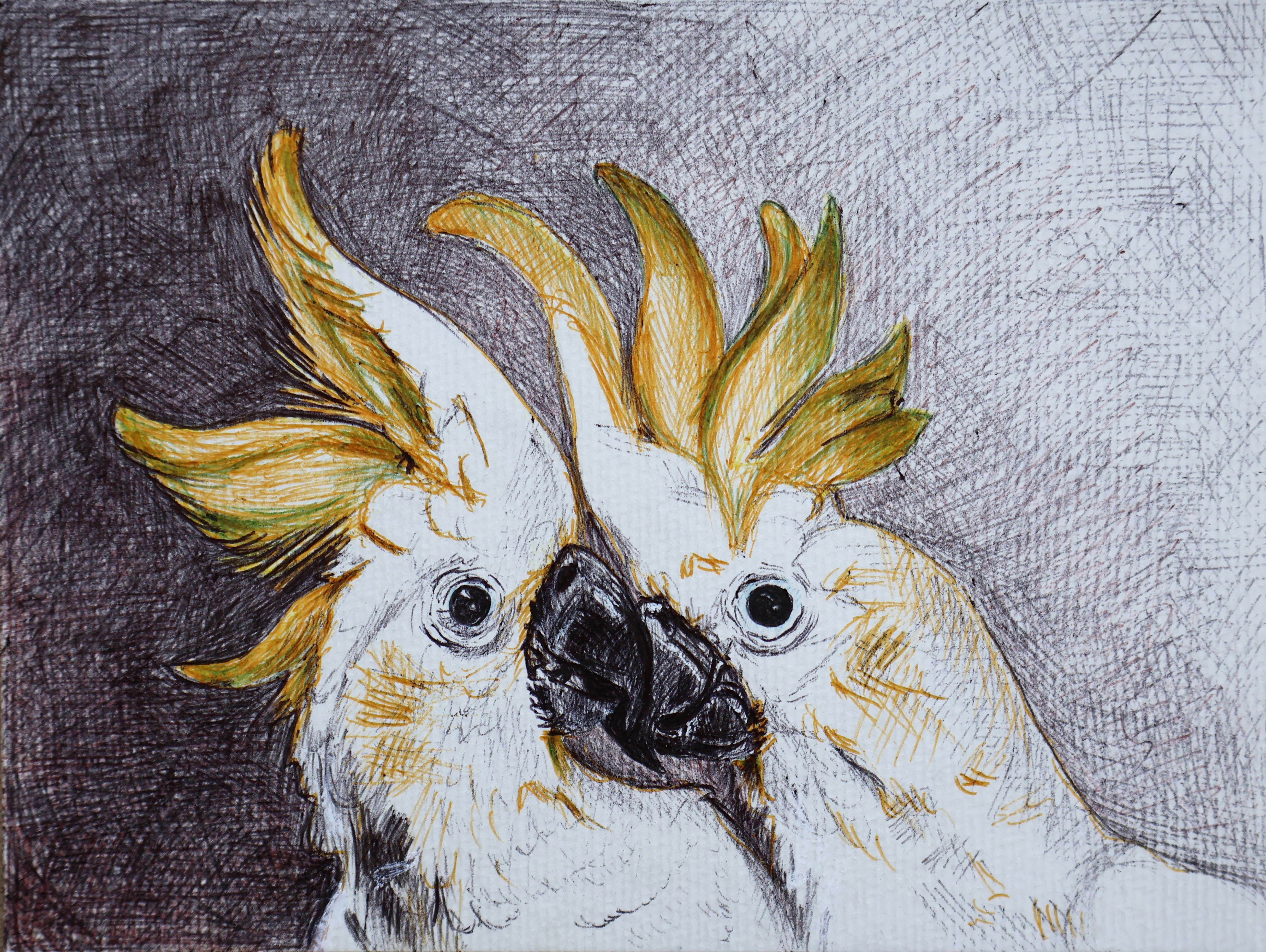 YELLOW-CRESTED CACKATOO 2025