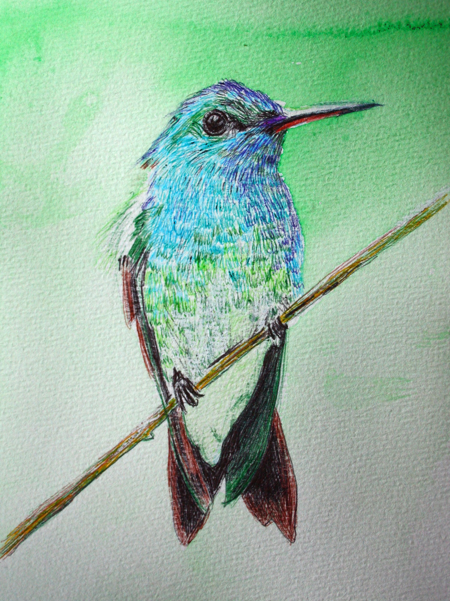 MANGROVE HUMMINGBIRD 2026