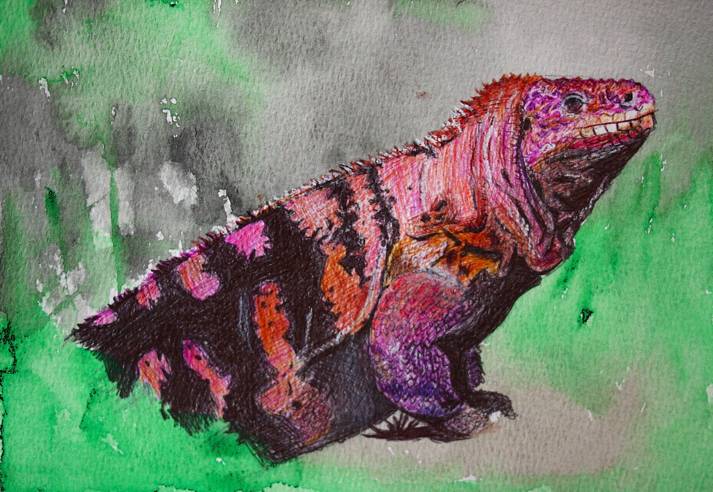 GALAPAGOS PINK IGUANA 2026
