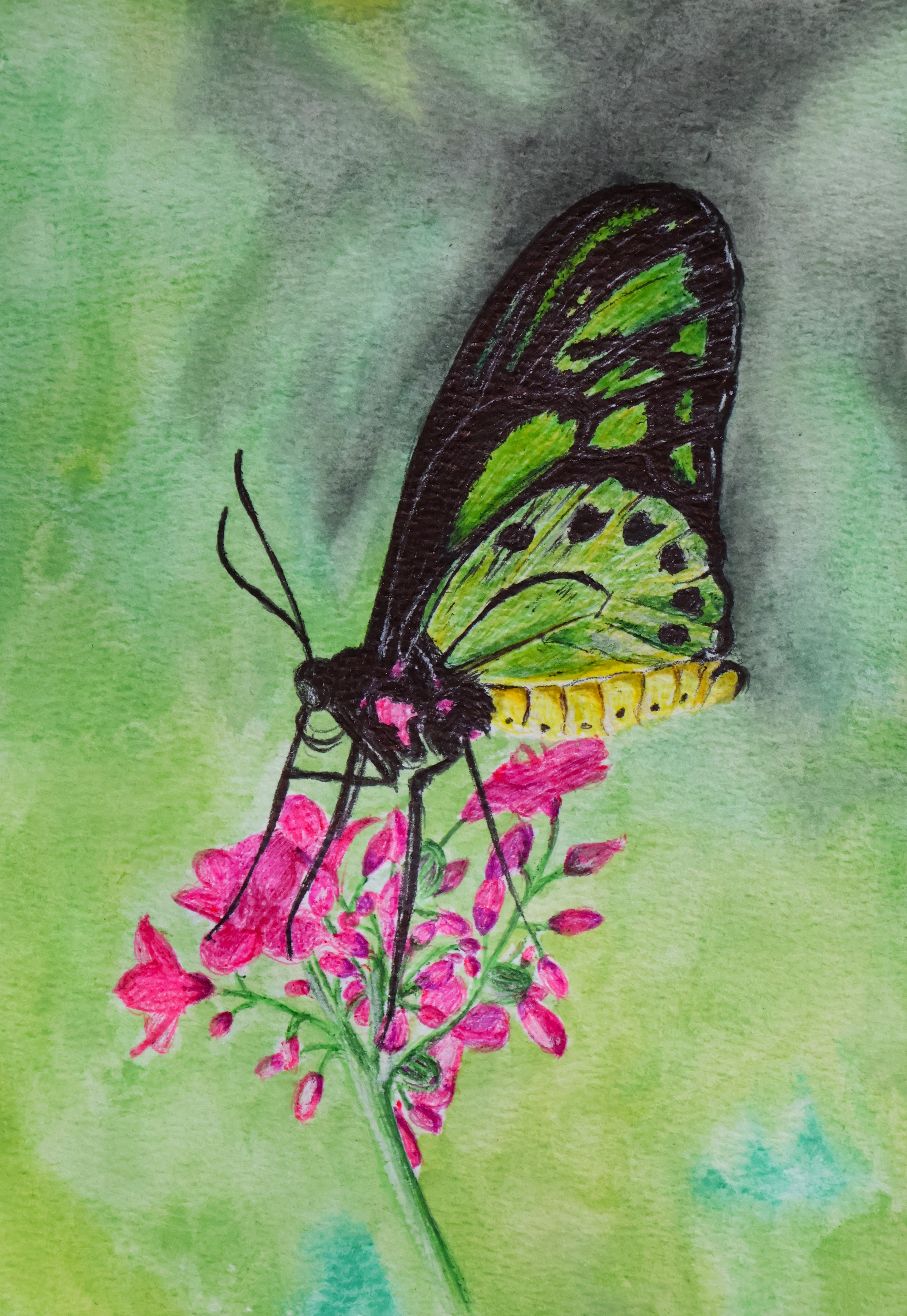 QUEEN ALEXANDRA'S BIRDWING 2026